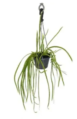 Rhipsalis Boliviana (Syn. Lepismium Bolivianum) (Bolivian Mistletoe Cactus Hanging Basket)