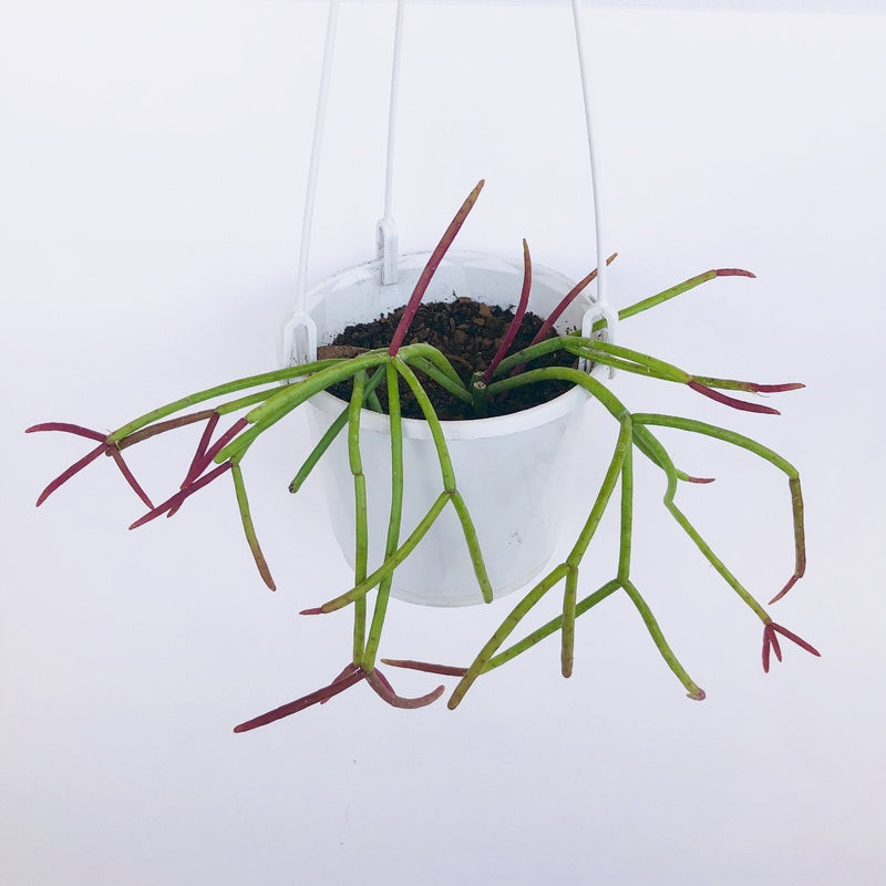Rhipsalis erythrocarpa ‘Red Coral’ (Hanging Basket Cactus)