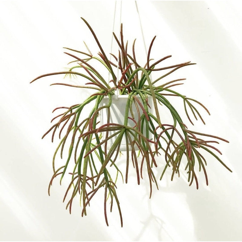 Rhipsalis erythrocarpa ‘Red Coral’ (Hanging Basket Cactus)