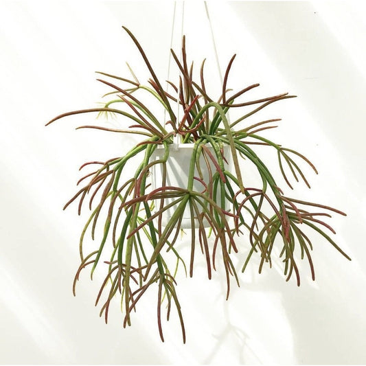 Rhipsalis erythrocarpa ‘Red Coral’ (Hanging Basket Cactus)