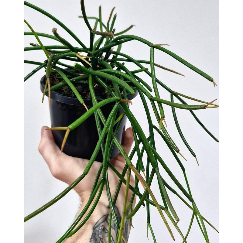 Rhipsalis erythrocarpa ‘Red Coral’ (Hanging Basket Cactus)