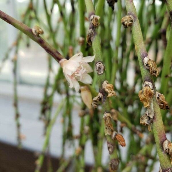 Rhipsalis puniceodiscus (Mistletoe Cactus)