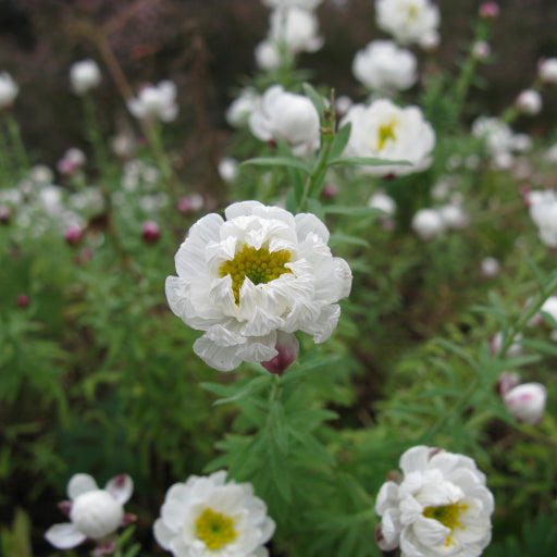 Rhodanthe anthemoides – White Paper Daisy