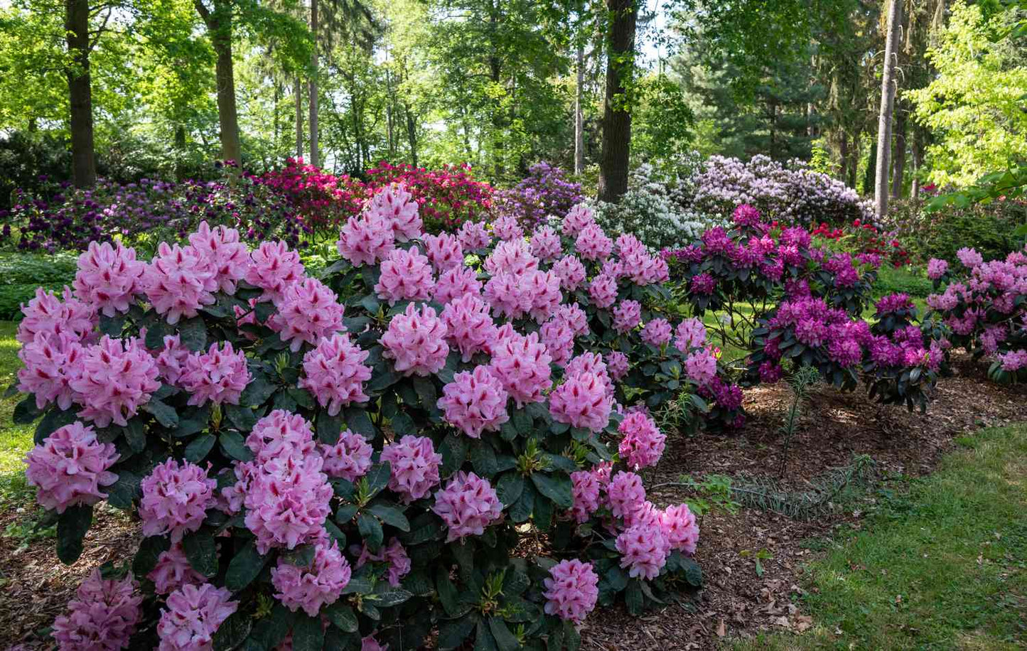 Rhododendron (Assorted Azalea)