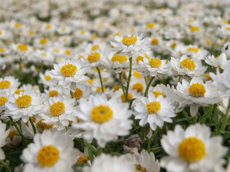 Rhodanthe 'Southern Stars' (Southern Stars Everlasting Daisy)