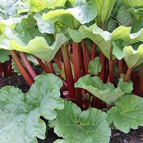 Rheum rhabarbarum (Rhubarb - Ruddy Fool)