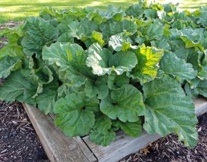 Rheum rhabarbarum (Rhubarb – Claret Cobbler)