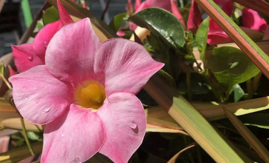 Dipladenia sanderi ‘Rio Pink’ (Rio Dipladenia / Mandevilla)