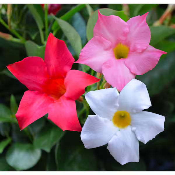 Dipladenia spp. 'Assorted' (Assorted Dipladenia)