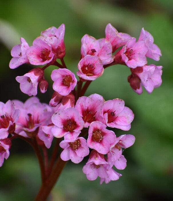 Bergenia Cordifolia (Heartleaf Bergenia)
