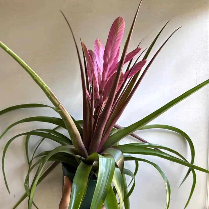 Tillandsia ‘Antonio’ – Air Plant
