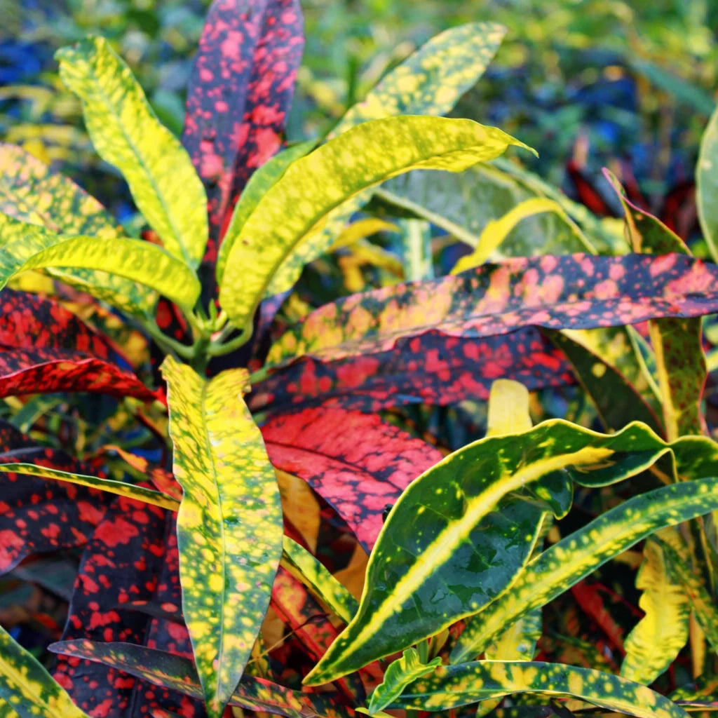 Codiaeum variegatum 'Captain Kidd' (Captain Kidd Croton)
