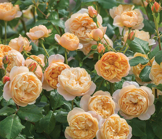 Rosa ‘Roald Dahl™’ (English Rose)