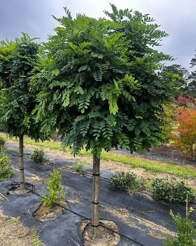 Robinia pseudoacacia 'Inermis' (Mop Top Robinia)