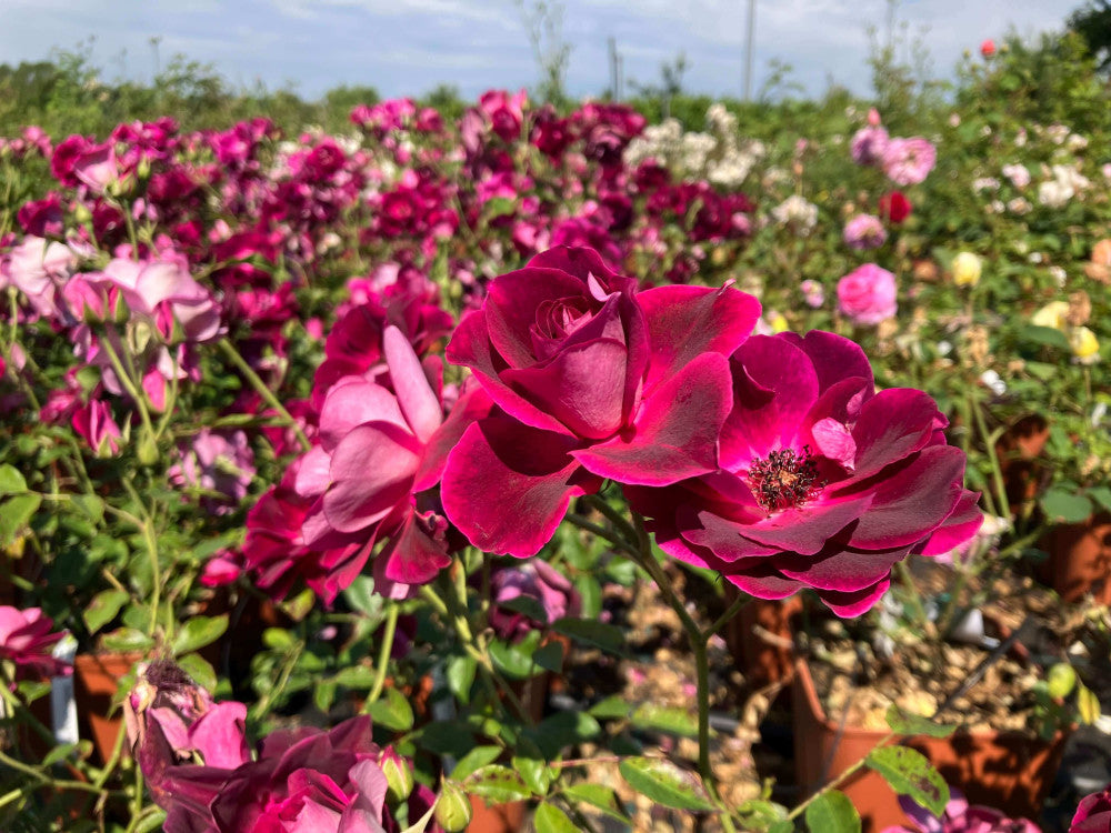 Rosa ‘Burgundy Iceberg’ (Burgundy Iceberg Rose)