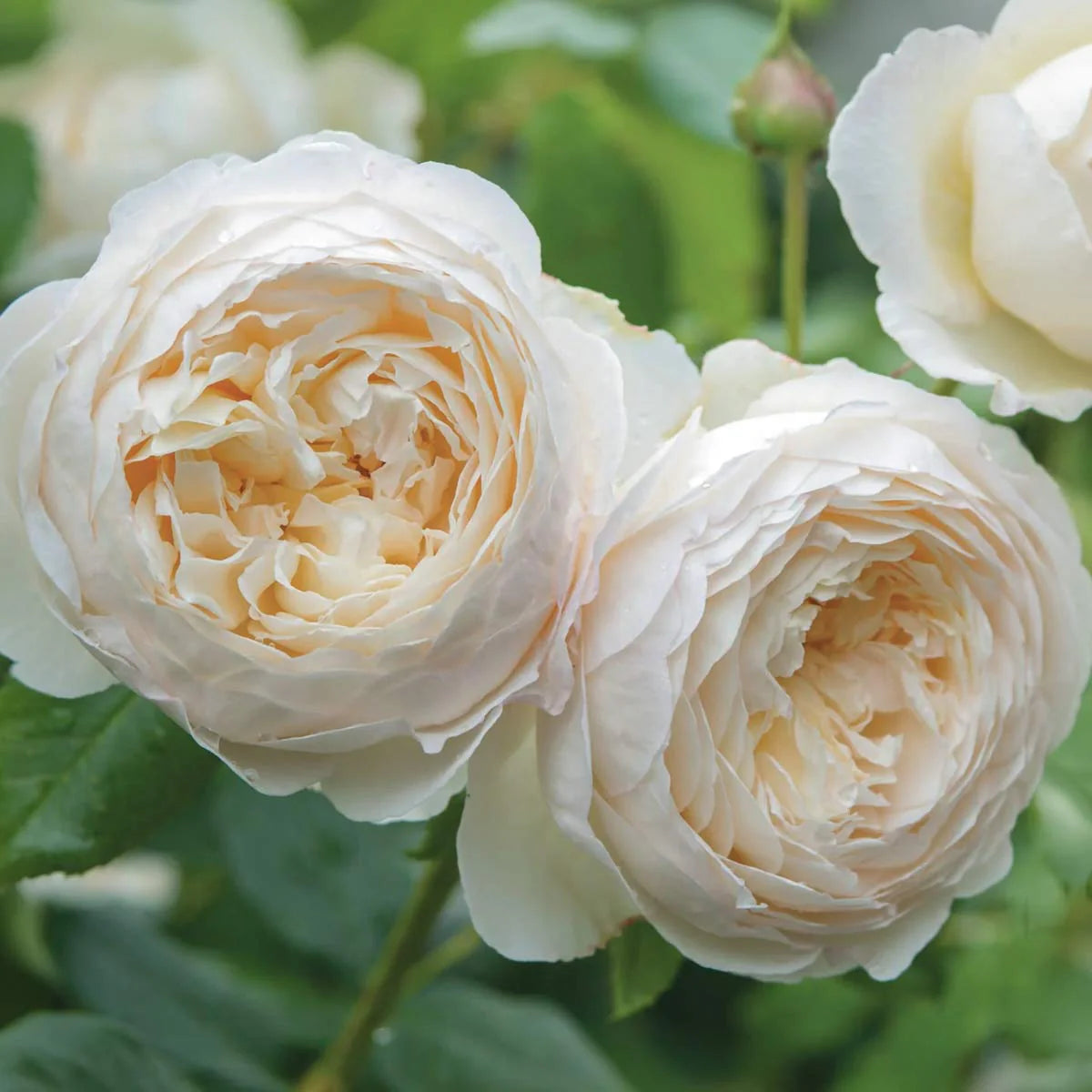 Rosa ‘Claire Austin’ (Claire Austin English Climbing Rose)