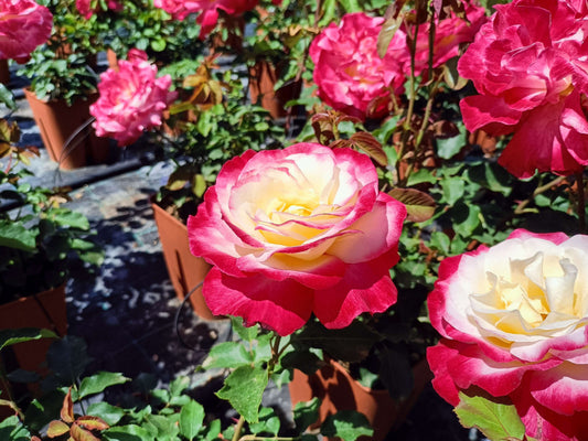 Rosa 'Double Delight' (Double Delight Hybrid Tea Rose)