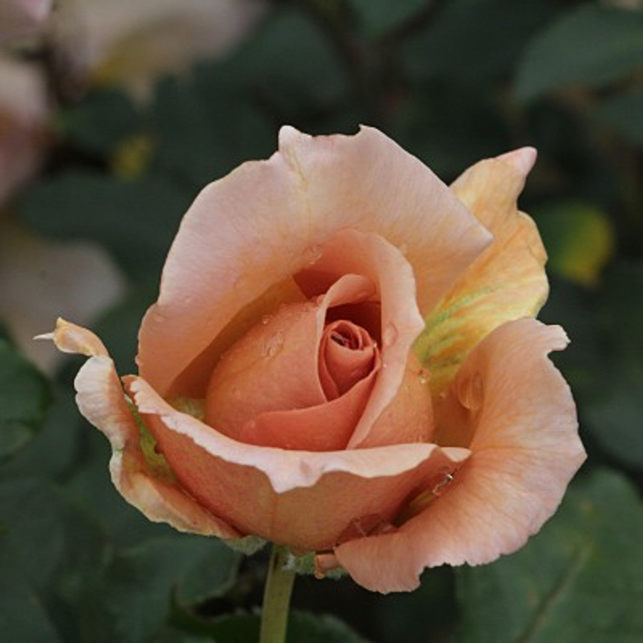 Rosa 'Julia's Rose' (Julia's Rose Hybrid Tea Rose)
