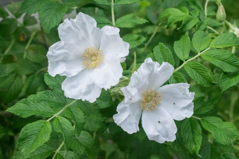 Rosa Rugosa Alba (White Rugosa Rose)