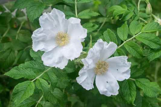 Rosa Rugosa Alba (White Rugosa Rose)