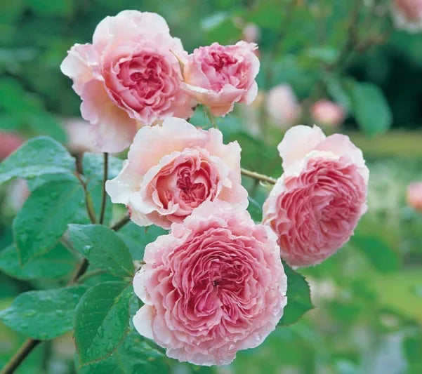 Rosa 'James Galway' (James Galway Climbing Rose)