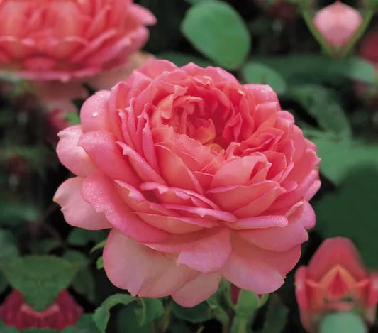 Rosa 'Jubilee Celebration' (Jubilee Celebration English Rose)