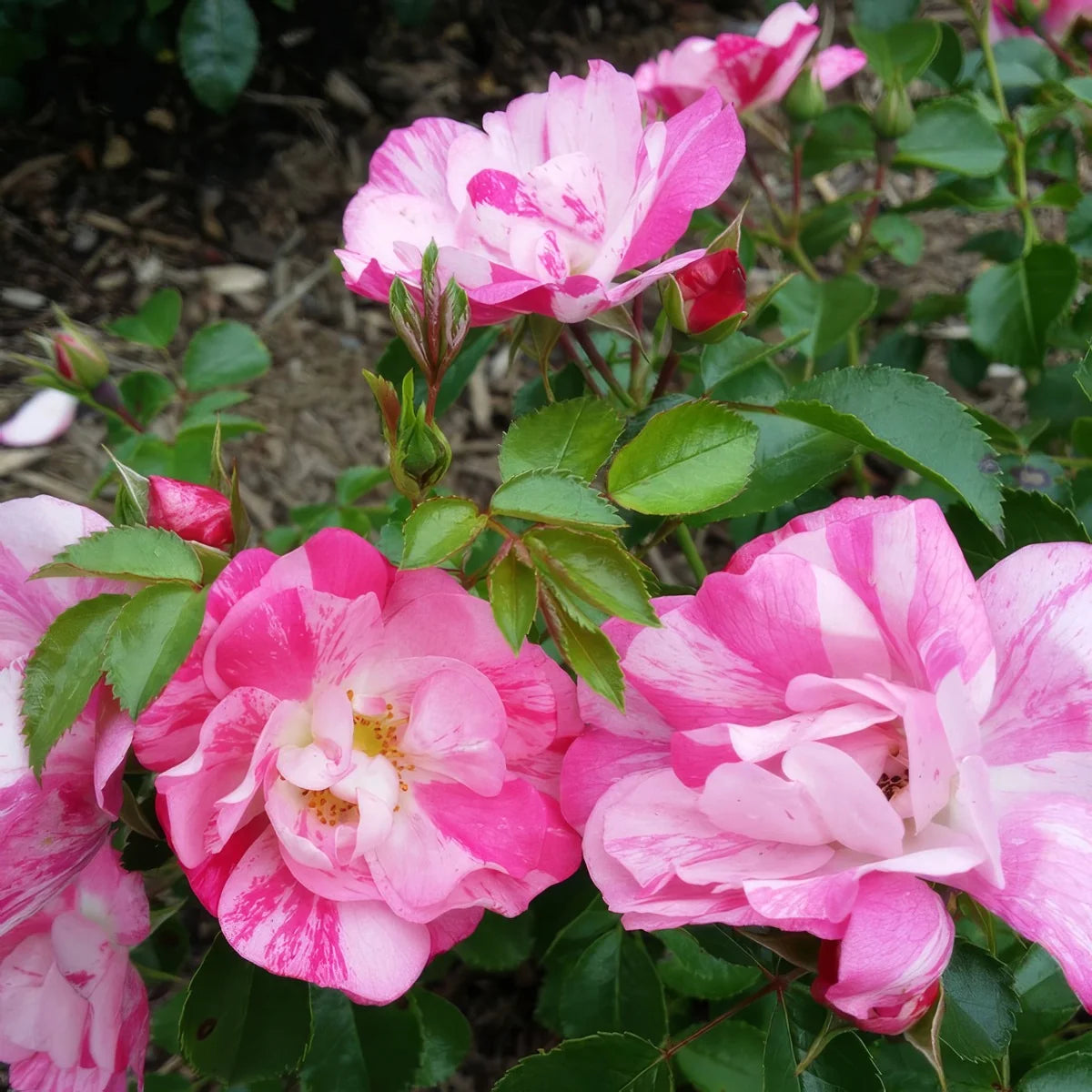 Rosa 'Flower Carpet Pink Splash' (Pink Splash Groundcover Rose)