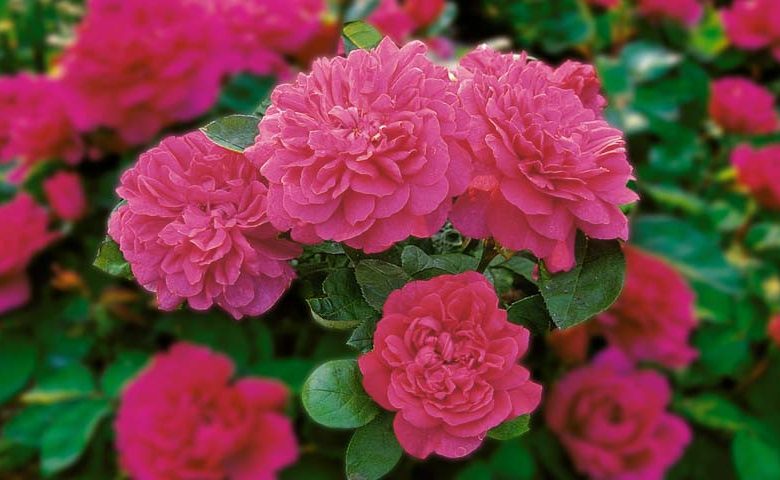 Rosa 'Sophy's Rose' (English Shrub Rose)
