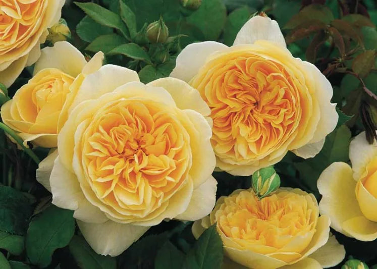 Rosa ‘Teasing Georgia™’ (English Rose / David Austin Rose)