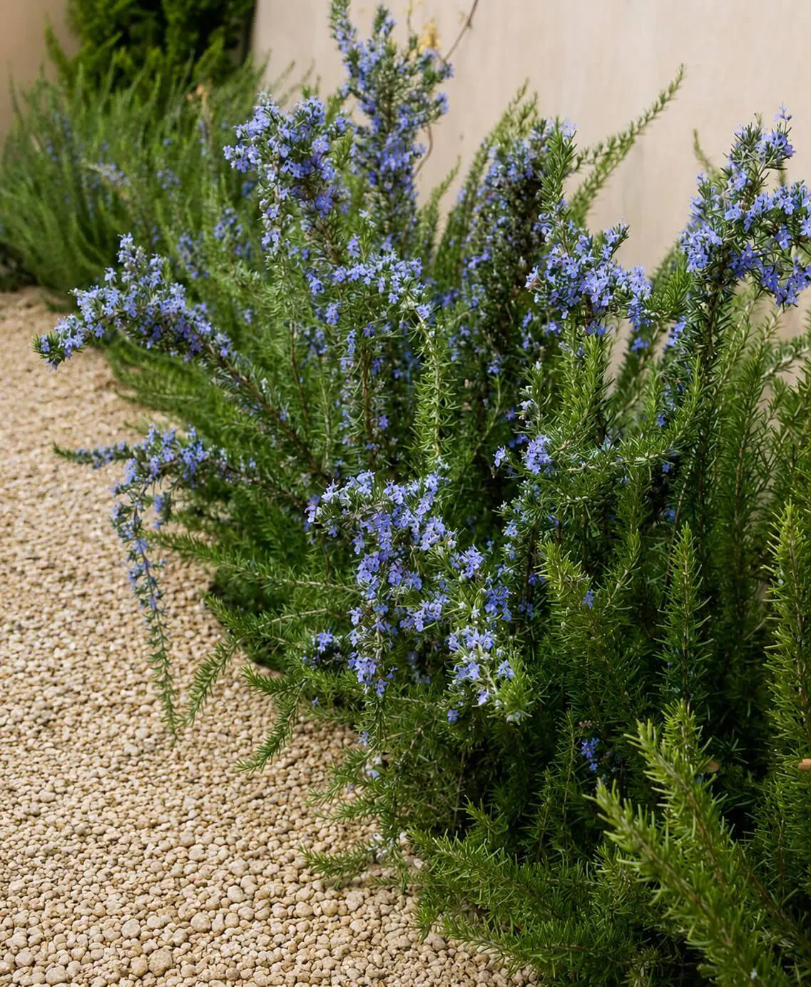 Rosmarinus officinalis 'Chefs Choice™' (Chefs Choice Rosemary)