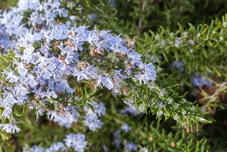 Rosmarinus officinalis ‘Semi Prostrate’ – Semi Prostrate Rosemary