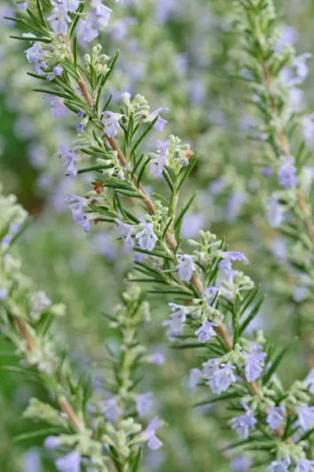 Rosmarinus officinalis ‘Silverwood’