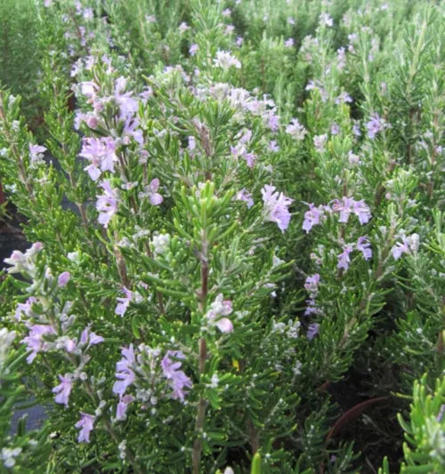 Rosmarinus officinalis ‘Pink’ – Pink Flowering Rosemary
