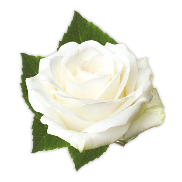 Rosa ‘Mt Shasta’ (Hybrid Tea Rose)