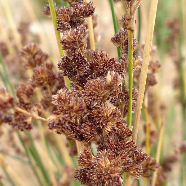 Juncus Kraussii (Sea Rush)