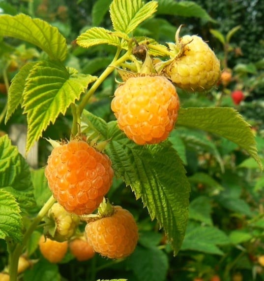 Rubus spp. (Raspberry – Yellow)