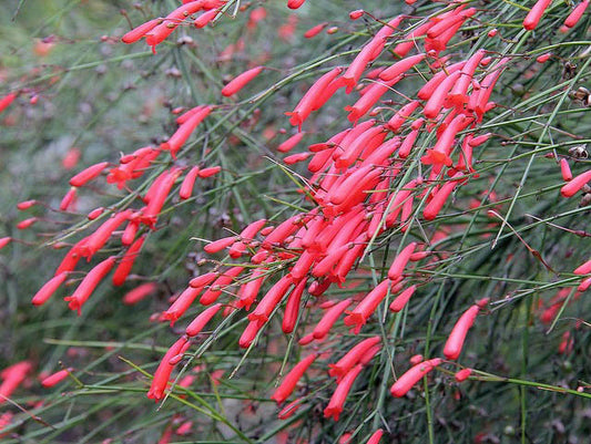Russelia equisetiformis (juncea) – Fountain Bush