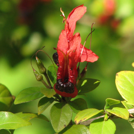 Ruttya fruticosa (Jammy Mouth)