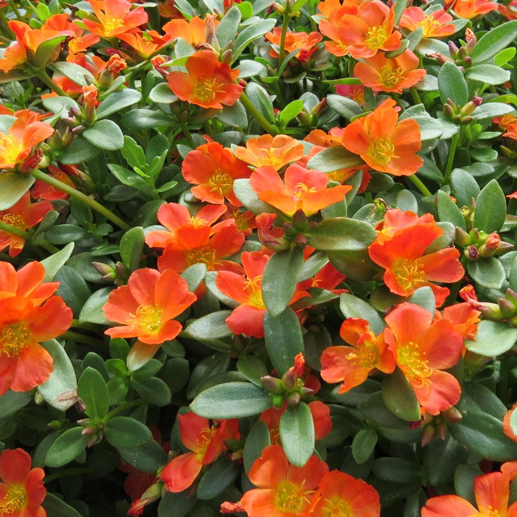 Portulaca ‘Hot Shots Orange’ (Orange Purslane)
