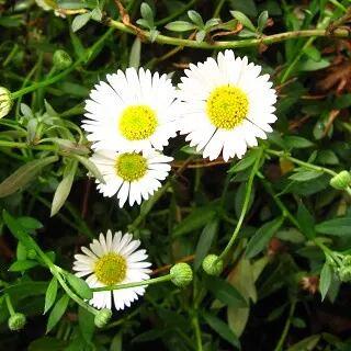 Erigeron Karvinskianus ‘Profusion’ (Profusion Mexican Fleabane)