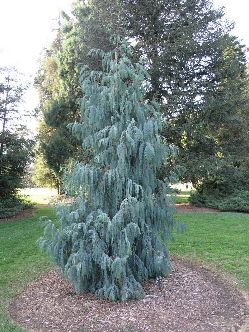 Cupressus cashmeriana (Kashmir Cypress)