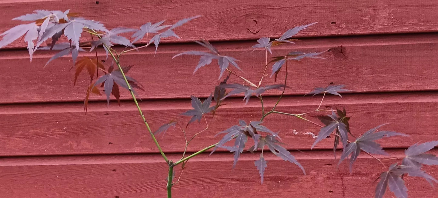 Acer Palmatum 'Nana Segawa' (upright)