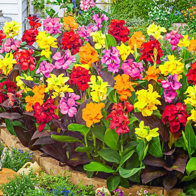 Canna (Assorted Canna Lily)