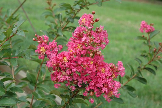 Lagerstroemia 'Comanche' (Comanche Crepe Myrtle)