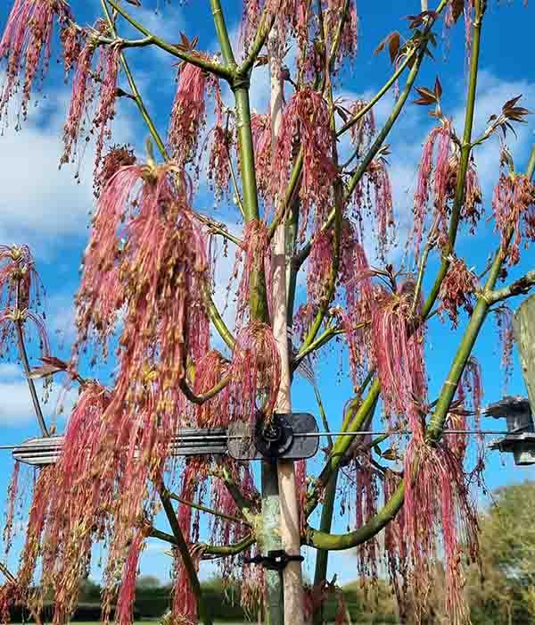 Acer negundo ‘Violaceum’ (Lavender-Twigged Box Elder)