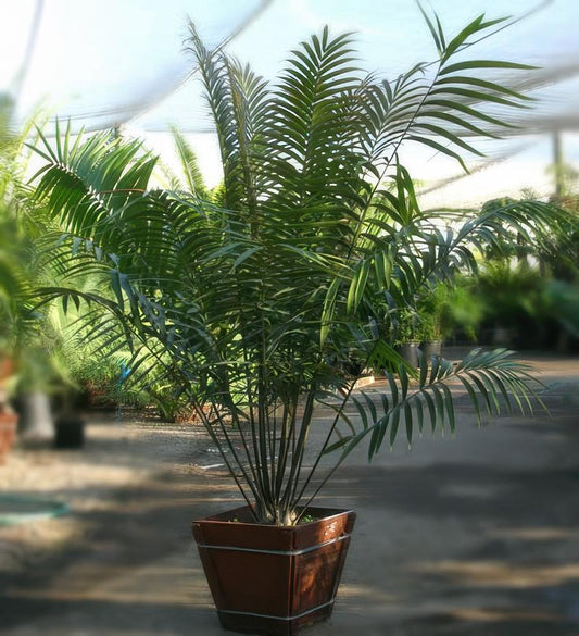 Ceratozamia Robusta (Giant Ceratozamia)