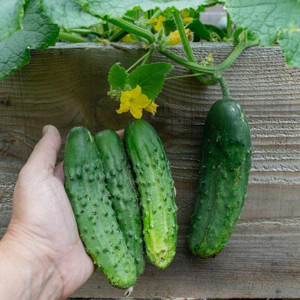 Cucumis sativus 'Patio Snacker' (Patio Snacker Cucumber)