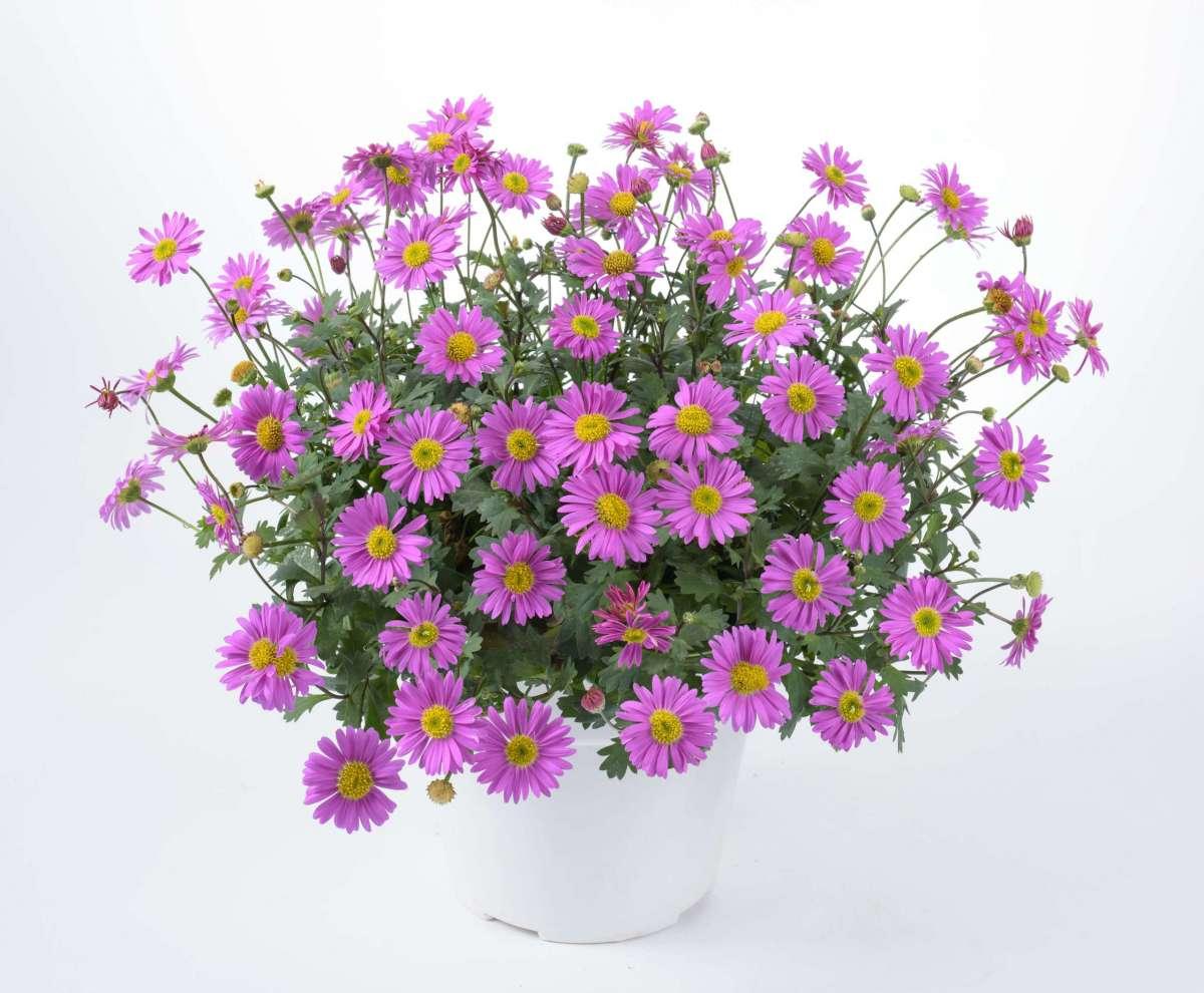 Brachyscome Angustifolia ‘Pink’ (Pink Brachyscome)