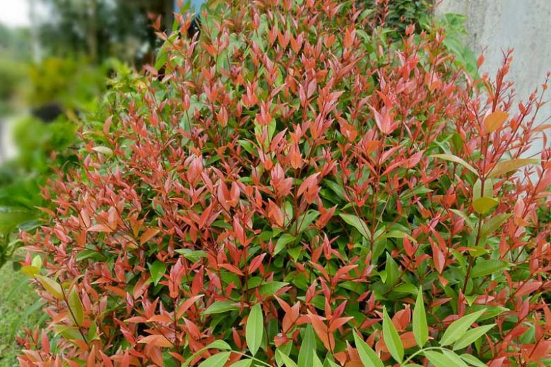 Nandina Domestica ‘Gulf Stream’ (Gulf Stream Heavenly Bamboo)