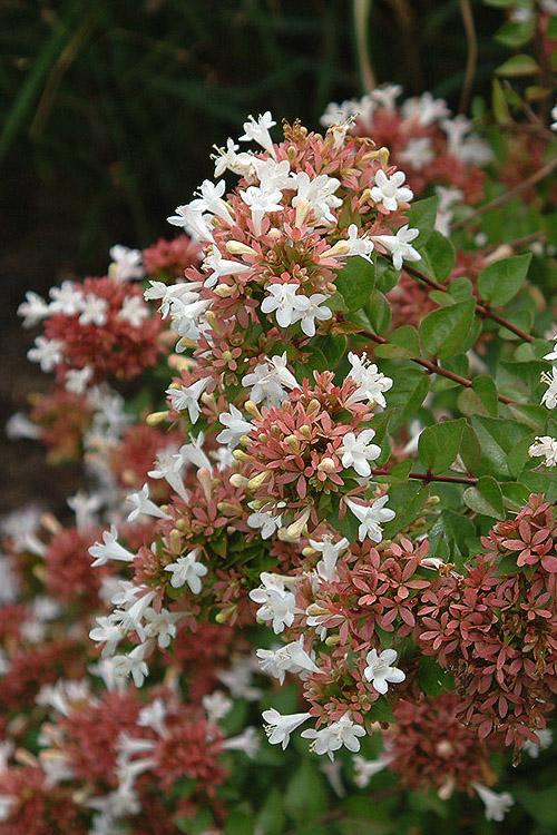 Abelia Grandiflora ‘Dwarf’ (Little Richard Dwarf Abelia)